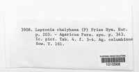 Leptonia chalybaea image